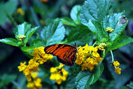 Image result for Dolichos junodii