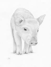 Piglet Pig Limited Edition Art Drawing Print Signed By Uk Artist Drawings Pig Drawing Animal Drawings