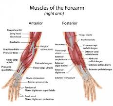 More Insight Into Developing Grip Strength Your Hand Digits Forearm Muscles Hand Therapy Trigger Point Therapy