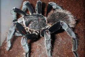 Big Black And White Spider Texas Colombian Giant Black Tarantula Big Spiders Large Spiders Spiders In Australia