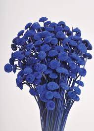 Preserved Mini Billy Button Bundle Craspedia In Blue Larkspur Flower Flowers For Sale Dried Flowers