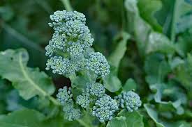 How do i choose the best broccoli? How To Grow Broccolini Gardener S Path