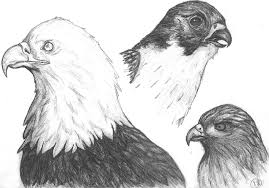Feel free to explore, study and enjoy paintings with paintingvalley.com. Pencil Sketch Birds Of Prey By Khallawolf On Deviantart