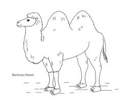 Would you like to draw a dromedary camel? Bactrian Camel Coloring Page By Mama Draw It Teachers Pay Teachers