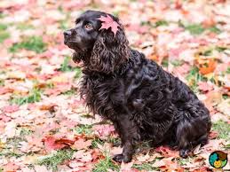 My first encounter with a boykin spaniel was in. Boykin Spaniel Dogs And Puppies For Sale In The Uk