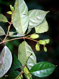 Image result for Rinorea