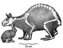 Your conversation partner might want to move things along. Five Million Year Old Monster Bunny Couldn T Hop New Scientist
