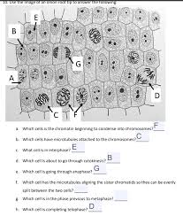 Onion root tip mitosis lab answers mitosis is the division of the nucleus to form two genetically identical nuclei. How Many Cells Are In Anaphase In An Onion Root Tip