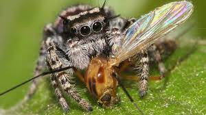 Most jumping spiders can jump several times the length of their bodies. Spiders Top The Global Predator Charts Bbc News