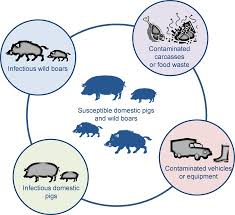 It is highly contagious and can spread rapidly through both direct and indirect contact with infected pigs or pig products. African Swine Fever A Re Emerging Viral Disease Threatening The Global Pig Industry Sciencedirect