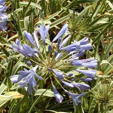 Image result for Agapanthus praecox