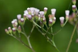 Image result for Vernonia cinerea