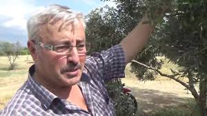 İsmine doğru olması demek aldığınız fidanın doğru çıkması demektir (gemlik çeşidi zeytin fidanının manzanilla. Gokcekoy 2 Dekar Zeytin Bahcesinden 5 Ton Zeytin Verimi Zeytin Agaci Sulama Youtube