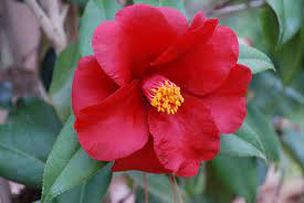 Camellia Automatic Gardening Real Gluten Free Food Free Food Gluten Free Recipes Camellia