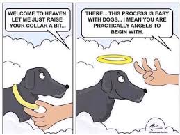 Best Dog Memes Funny Animal Memes Funny Dogs Cute Animals