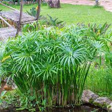 Image result for Cyperus zollingeri