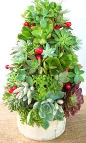 Increase dark time increase the amount of darkness the plant receives to around 13 step 3: Succulent Christmas Topiary Centerpiece Christmas Topiary Christmas Tree Topiary Succulents