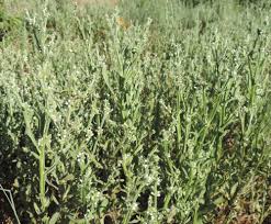 Image result for Neojeffreya decurrens