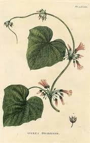 Image result for Lepistemon owariensis