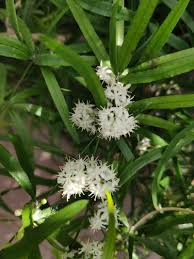 Image result for Asparagus falcatus