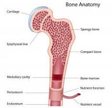 A Diagram Of The Anatomy Of A Bone Showing The Bone Marrow