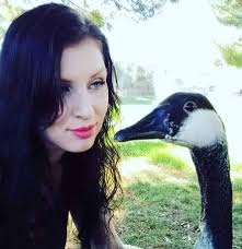 Has anyone seen a Canada Goose x Sebastopol Goose hybrid?