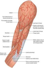 Because of these muscles, we are able to rotate, swing, fold, and raise our upper extremities. Upper Arm Clinical Gate