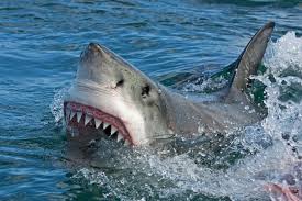 El gran tiburón blanco (carcharodon carcharias) 2 es una especie de pez cartilaginoso lamniforme de la familia lamnidae (escualo). Alerta En Nueva York Aparecieron Tiburones Blancos En Aguas Urbanas Noticias Ambientales