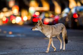 They kill and eat small pets. Coyotes Going Metro Missouri Department Of Conservation