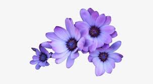Pngtree provides millions of free png, vectors, clipart images and psd graphic resources for designers.| 3010765 Purple Flowers Transparent Background 600x456 Png Download Pngkit