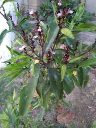 Image result for Justicia protracta