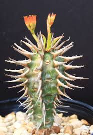 Image result for Euphorbia pfeilii