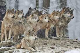 A Pack Of Wolves In Snow Photographic Print Michael Roeder Art Com Wolf Animals Dire Wolf