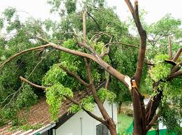 Damage to avocado trunk from sunburn during canopy change. Repairing Storm Damaged Trees When To Remove