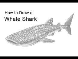 New users enjoy 60% off. How To Draw A Whale Shark Youtube