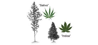 4 cbd oil australia org can i use stems and leaves to make cbd oil. A Classification Of Endangered High Thc Cannabis Cannabis Sativa Subsp Indica Domesticates And Their Wild Relatives