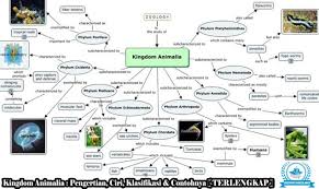 Peta konsep bertujuan membuat struktur. Kingdom Animalia Pengertian Ciri Klasifikasi Contoh Gambar