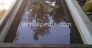 No drop 100 difungsikan untuk media pelapis kolam dan lain sebagainya. Membuat Kolam Dari Batu Bata Yang Anti Bocor Ternakpedia