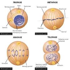 Perbedaan antara mitosis dan meiosis perbedaan mitosis meiosis interfase lama sebentar profase sebentar; Pembelahan Sel Amitosis Mitosis Dan Meiosis Informasainsedu