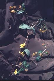 Image result for Guizotia