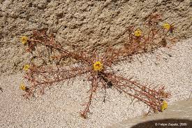 Image result for Santalaceae