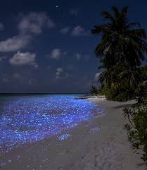 However, the vaadhoo island in maldives has its own little secrets which are showcased at night known as the sea of stars. Vaadhoo Island Glowing Beach