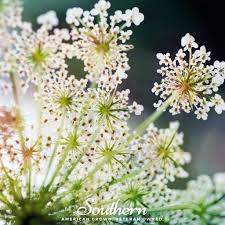 Image result for Daucus