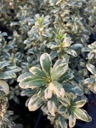 Image result for Pittosporum
