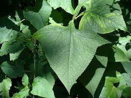 Image result for Senecio hastatus