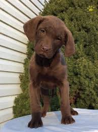Our listings are from top breeders from around the country. 12 Best Chesapeake Bay Retriever Breeders Page 2 Of 4 The Paws