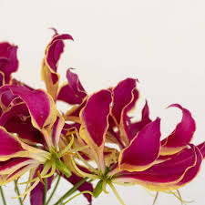 Image result for Gloriosa