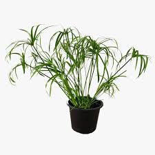 Image result for Cyperus sp. no. 1