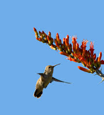 Check spelling or type a new query. Rising Temperatures Threatening California Hummingbirds Food Supply