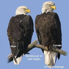 Bird Sitting On Window Sill Meaning Nesting Pair Of Eagles Females Are About 1 3 In Size Larger Than Males Bald Eagle Eagle Facts American Bald Eagle